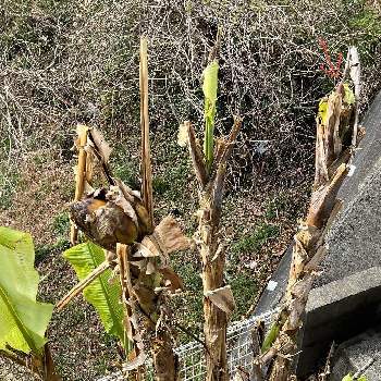 バショウの画像 by mikkunさん | バショウとダージリンバナナとみどりのある暮らしと観葉植物と植物のある暮らしと南国と大きくなりましたと成長とお外で越冬とヤシとバナナ✨と耐寒性バナナ
