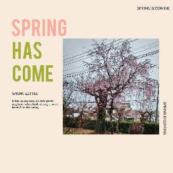 垂れ桜の画像 by かゆさん | お出かけ先と垂れ桜と猫のいる生活と桜フォトコン2022とガーデニングと花のある暮らし
