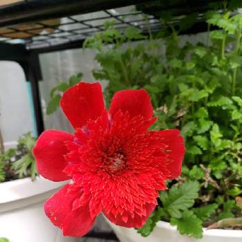 ダブルコロナリアフローレプレノ球根5個 幻のアネモネ Www Hermosa Co Jp ダブルコロナリアフローレプレノ球根5個 幻のアネモネ Www Hermosa Co Jp