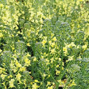 スティックブロッコリーの画像 by arriettyさん | 畑とスティックブロッコリーと黄色いお花と畑の修了式