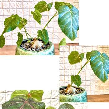 フィカス ペティオラリスの投稿画像一覧 Greensnap グリーンスナップ