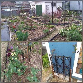 お庭作り中の投稿画像一覧 Greensnap グリーンスナップ