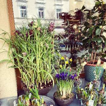 ドイツの画像 by kananaさん | お出かけ先とドイツとフラワーショップと小さな春と雲仲間とバラと夢CLUBとミュンヘンと花のある暮らしと球根植物と紫の花と通りすがりとミニチューリップとスイセン。とミニアイリス♡と椿 ツバキ