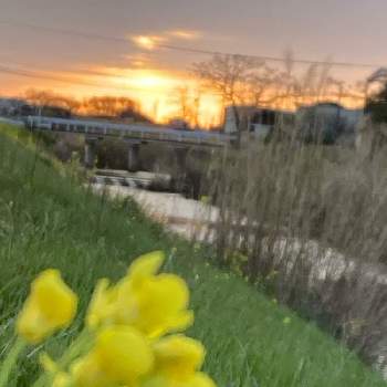 春分の日の画像 by タマイケルさん | お出かけ先と菜の花と感謝 感謝 ❤とお彼岸中日と春分の日と日の出と雲仲間とあっ月曜日とチーム愛知