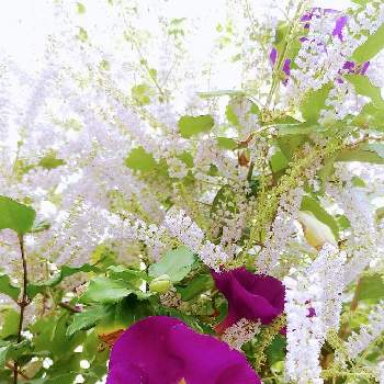 メイフラワーの投稿画像一覧 Greensnap グリーンスナップ