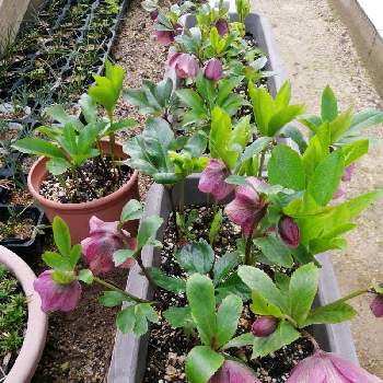 北側花壇の投稿画像一覧 Greensnap グリーンスナップ