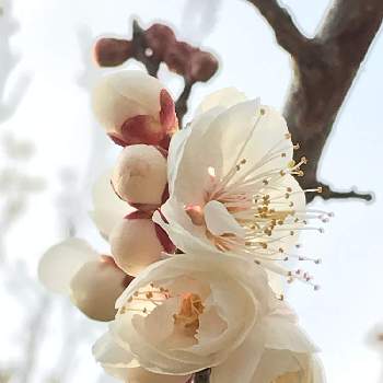 白梅の花の画像 by はじっコぐらしさん | 花の蕾とつぼみに魅せられてと白梅の花と花見山便りと白い花