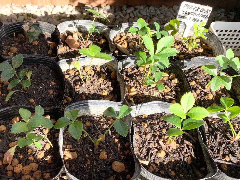 クリスマスローズの苗　3年から育ったものです。 クリスマスローズは、比較的、丈夫で育てやすい | flower-green