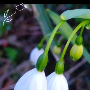春分の日の画像 by CHIEさん | スノーフレークと春分の日とおうち園芸とはるが来た！と今朝の庭と꒰ღ˘◡˘ற꒱かわゅ~とかわいい花