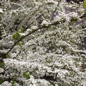 お散歩便りの画像 by Mayさん | お出かけ先とユキヤナギと満開と開花中と 雪柳と今日のありがとうと好きな花とお散歩便り