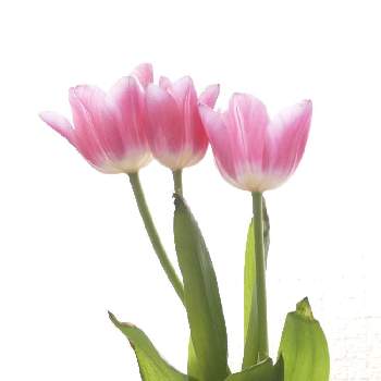 グラデーションが素敵の投稿画像一覧 Greensnap グリーンスナップ