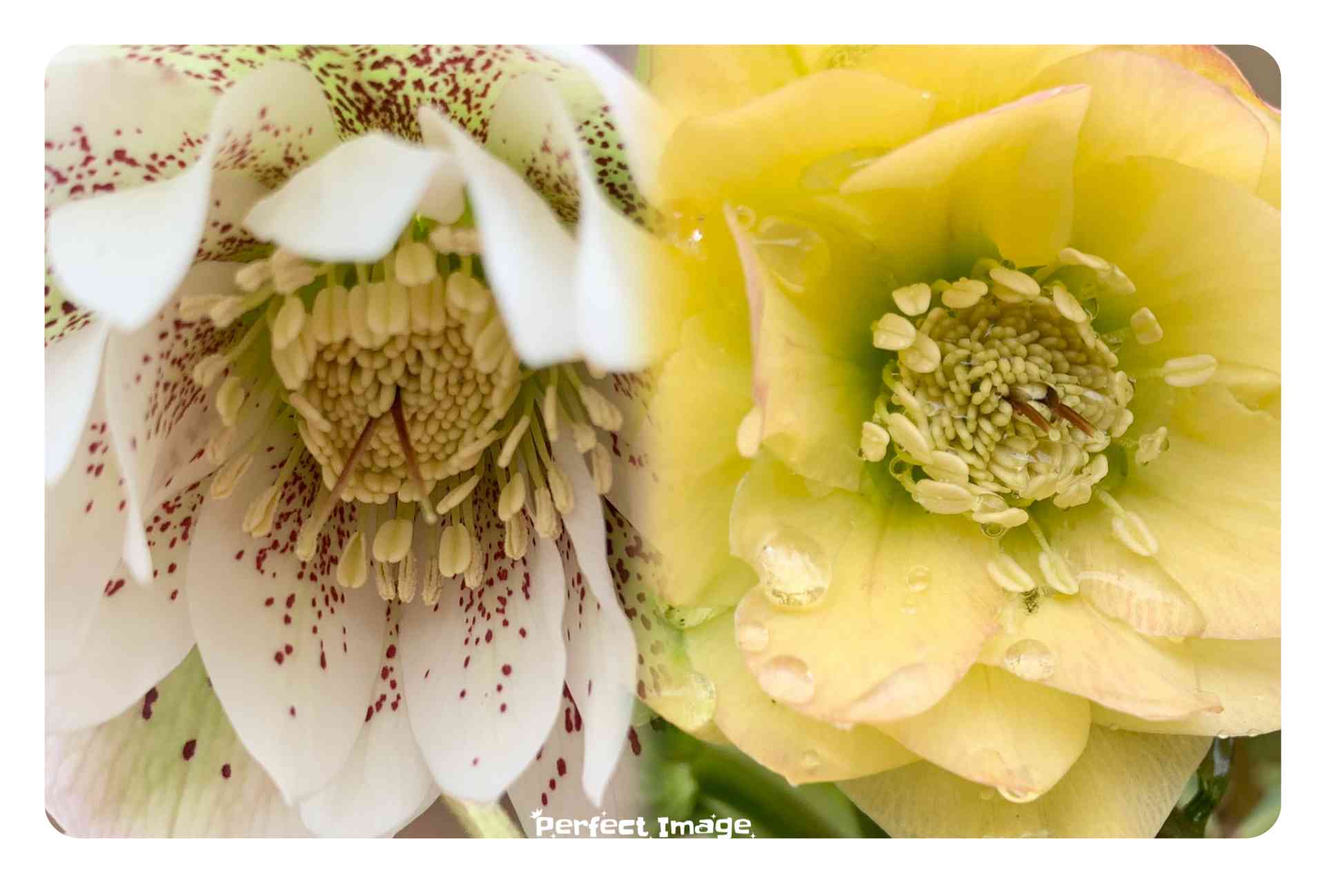 クリスマスローズ種から🌱実生成長記録2020 その②｜🍀GreenSnap