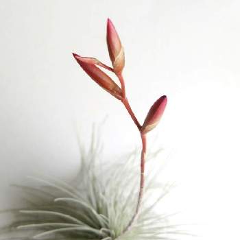 チランジア フックシーの投稿画像一覧 Greensnap グリーンスナップ