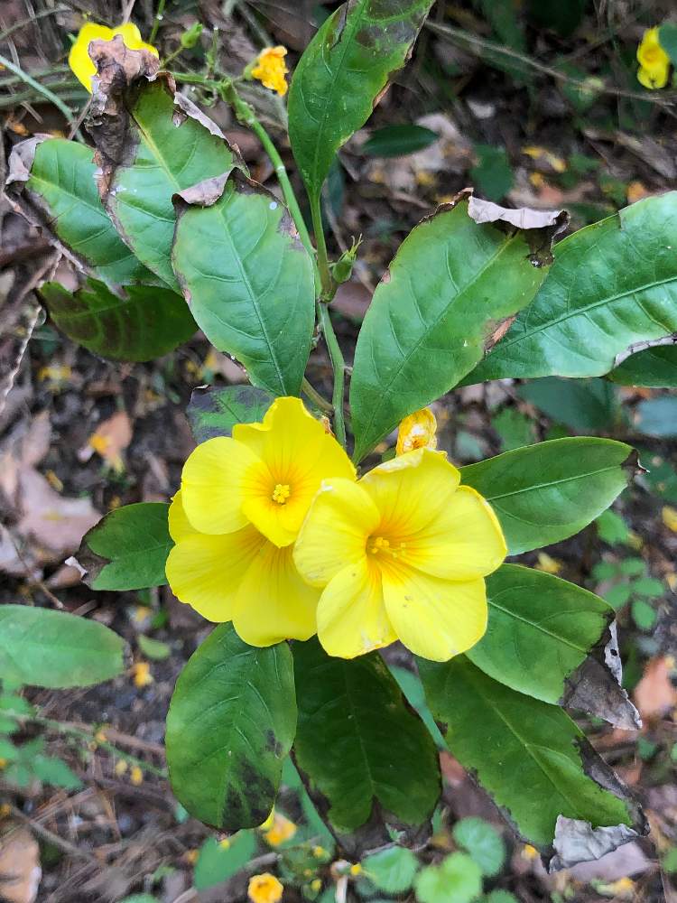 雲南月光花の投稿画像 By さくちゃんさん 22月3月21日 Greensnap グリーンスナップ Greensnap グリーンスナップ