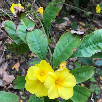 雲南月光花の投稿画像一覧 Greensnap グリーンスナップ