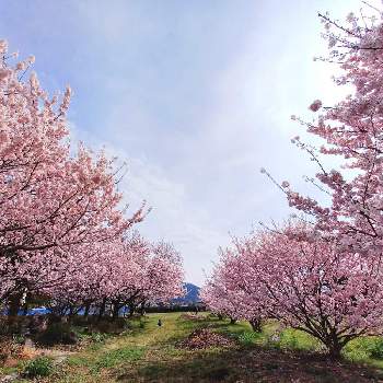 春分の日の画像 by macaさん | お出かけ先と春めき桜とお散歩と春分の日とはるめき桜