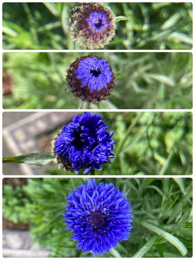 ブルーフラワーガーデン成長記録｜🍀GreenSnap（グリーンスナップ）