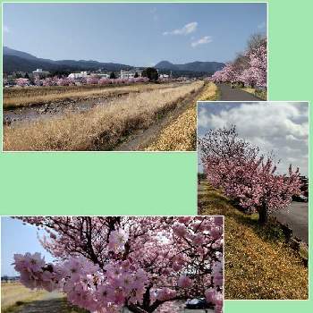 可愛いらしいお花の画像 by はねこさん | お出かけ先と春めき桜とお散歩にてと花のある生活を楽しむと可愛い❤と春を感じるお散歩とピンクのお花と歓声が上がる景色と花のある暮らしと可愛いらしいお花