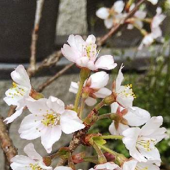 啓翁桜の画像 by kasumiさん | 小さな庭とさくら サクラ 桜と啓翁桜とサクラ(啓翁桜)と山野草大好きとおうち園芸と美しいと鉢植えと花いろいろと小さい花と花のある暮らしとかわいいとかわいいな♡