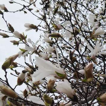 春分の日の画像 by bouquetさん | お出かけ先とコブシと白い花とはるが来た！と春分の日とはる散歩