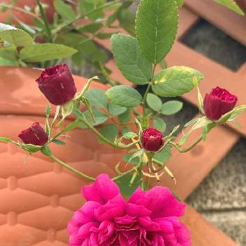 スイートチャリオットの画像 by 猫娘さん | 小さな庭とミニ薔薇とバラ・ミニバラとスイートチャリオット