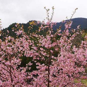 奈良県の画像 by HaRuさん | 花木と奈良県と河津桜満開とお花見散歩