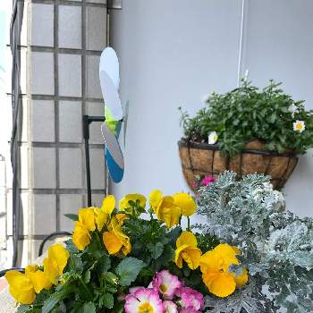 プリムラポリアンサの画像 by るーこさん | バルコニー/ベランダとノースポールとよく咲くスミレとシロタエギクとプリムラポリアンサ