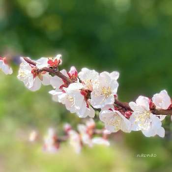 陽の光を浴びての画像 by nao70＊さん | 梅の花と春のお花と陽の光を浴びてと綺麗だな✨と沢山咲いてたよ