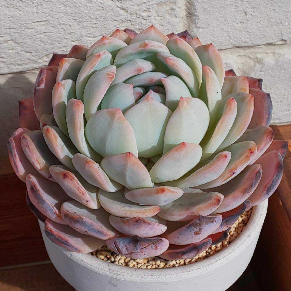 ❀065 ラウリンゼの生長記録 Vol.2 2022.09.10更新｜🍀GreenSnap