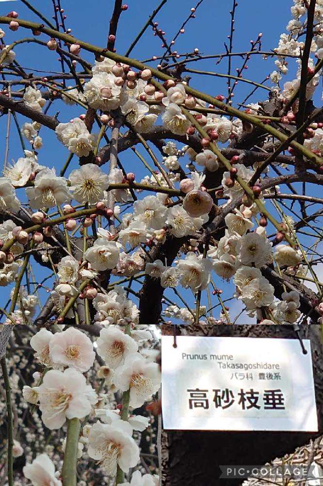 2022年の梅の花♡大船フラワーセンター♡羽根木公園♡｜🍀GreenSnap