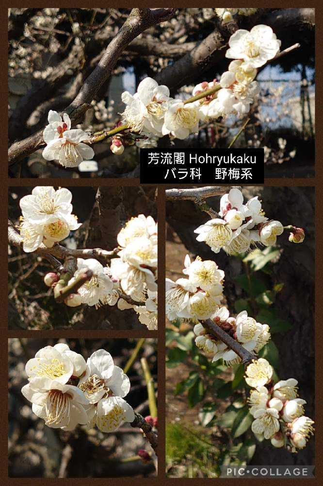 甲州野梅　白一重　咲きます 野梅（白一重咲）約100年 | 雨竹亭オンラインショップ