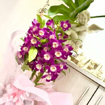 デンドロビウム グレートウエイブ ラッキードラゴンの投稿画像一覧 Greensnap グリーンスナップ