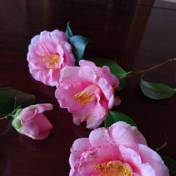ピンクの椿の画像 by クリスさん | 小さな庭と椿 （つばき）と乙女椿と三浦乙女と可愛い花とピンクの椿