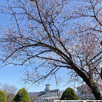 松本市の画像 by ihonma0528さん | お出かけ先とロトウザクラと国宝旧開智学校。と散歩中と春を待つと松本市と松本市内