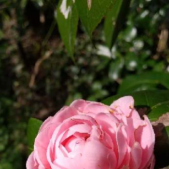 乙女椿♡の画像 by minminさん | 小さな庭とピンクと乙女椿♡と椿・つばき咲く春とMIN倶楽部
