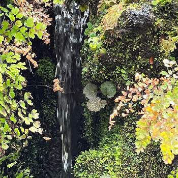 池に...の画像 by あおうみうしさん | 池に...とあおうみ*山野草と花の15年組