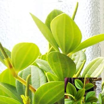 ペペロミア フェアリーの投稿画像一覧 Greensnap グリーンスナップ