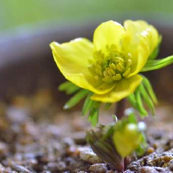 黄花節分草の投稿画像一覧 Greensnap グリーンスナップ