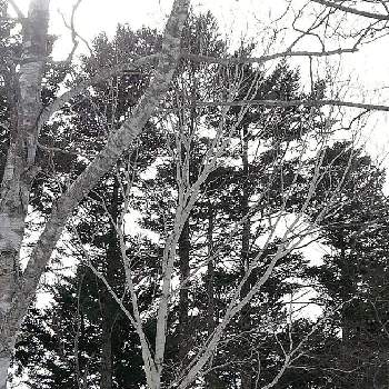 冬の北海道の画像 by はな♥さん | お出かけ先と白樺と北海道と冬の北海道