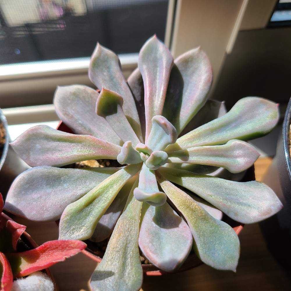 トップシーデビーの成長記録💗💗｜🍀GreenSnap（グリーンスナップ）