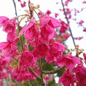 オカメザクラ,さくら サクラ 桜,鮮やか ,元気色,花のある暮らしの画像