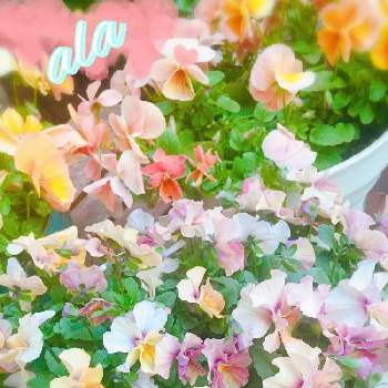 ビオラ・なごみももか・しんしんの画像 by アラモアナ+++さん | 小さな庭とパンジー・ビオラとビオラ・なごみももか・しんしんとパンジーアプリコットメルバと春うらら♡とGSでのご縁に感謝してとお花畑    とピンクの世界と花のある暮らしとGS植物うちなーぐち会