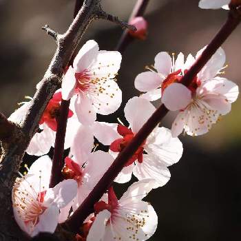 豊後梅 の投稿画像一覧 Greensnap グリーンスナップ