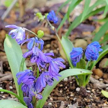 シラー シベリカ スプリングビューティ の投稿画像一覧 Greensnap グリーンスナップ シラー シベリカ スプリングビューティ の投稿画像一覧 Greensnap グリーンスナップ