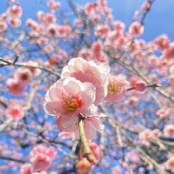  梅の花の画像 by KI KIさん | お出かけ先と枝垂れ梅と枝垂れ梅。と 梅の花とピンクの枝垂れ梅とピンクの花と可愛い花と可愛い色と八重咲き　梅