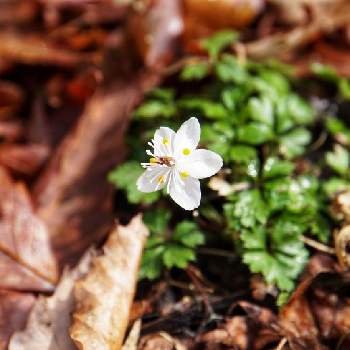 バイカオウレンの花の投稿画像一覧 Greensnap グリーンスナップ