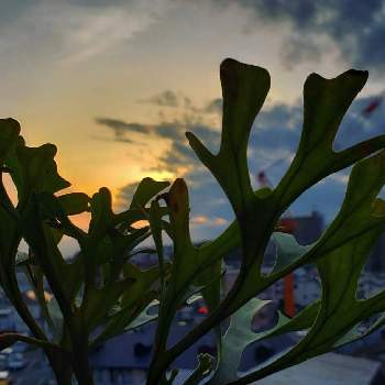 コウモリラン・ビカクシダの画像 by 男takaさん | 窓辺とビカクシダとコウモリランとコウモリラン・ビカクシダとリドレイとビカクシダ板付と観葉植物のある暮らしと観葉植物のある生活とコウモリラン板付とビザールプランツとインテリアグリーン