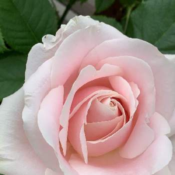 オレンジ系は自分にプチご褒美を 薔薇中毒様専用 バラ 挿し木 植物 観葉植物 インテリア 住まい 小物オレンジ系 9 999 Www Dawajen Bh