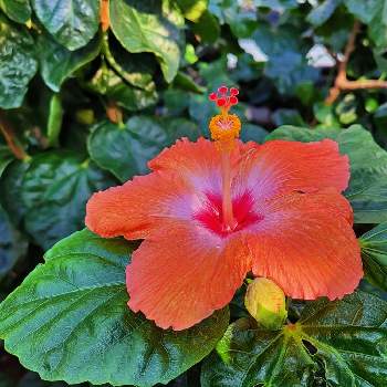ハイビスカスの花の画像 by アンセムさん | お出かけ先とハイビスカスと植物園とハイビスカスの花と ハイビスカスと熱帯の花