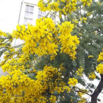 ミモザの花の画像 by じゅんさん | お出かけ先と2019同期と医療関係者に感謝とウキウキわくわく♪とコロナに負けるな！と楽しく元気に頑張ろうと世界に平和をと幸せの黄色いお花としあわせ運べるようにといつも心に太陽をとミモザの花と㊗️たかはなさん400picと今日も一日お元気でとPONちゃん春ですょ♬